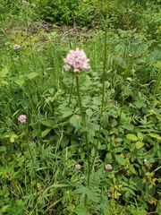 Valeriana dioica
