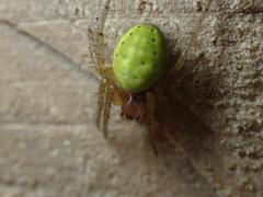 Araniella opisthographa