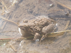 Fejervarya limnocharis