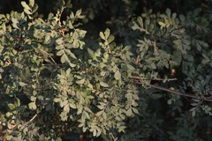 Hippobromus pauciflorus