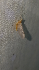 Ephemerella invaria