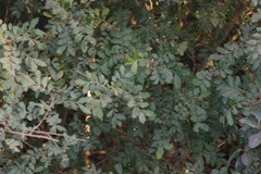 Hippobromus pauciflorus