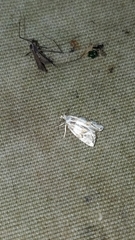 Aethes argentilimitana