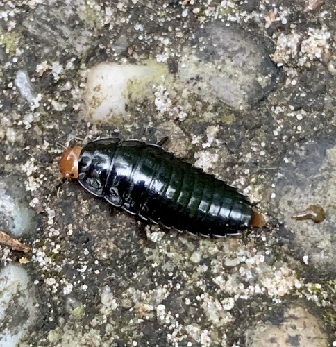 Four-spotted Carrion Beetle, Vilsteren, Vilsteren, Overijssel, NL, photo 8 of 10