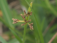 Cyperus