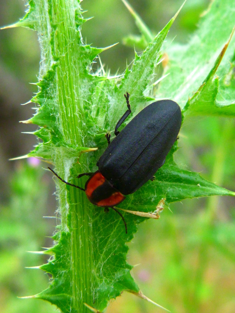 Photinus megista