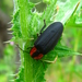 Greater Firefly - Photo (c) Zack Abbey, some rights reserved (CC BY), uploaded by Zack Abbey