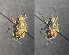Trichiotinus piger