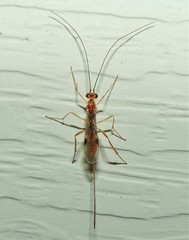 Macrocentrinae