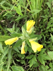 Oenothera pilosella