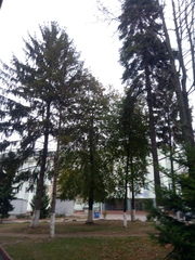 Picea abies