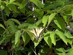 Papilio canadensis