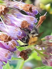 Bombus