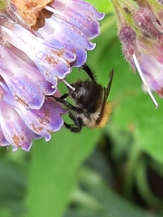 Bombus