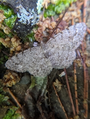 Aethalura intertexta