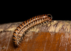 Chamberlinius hualienensis