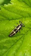 Propylea quatuordecimpunctata