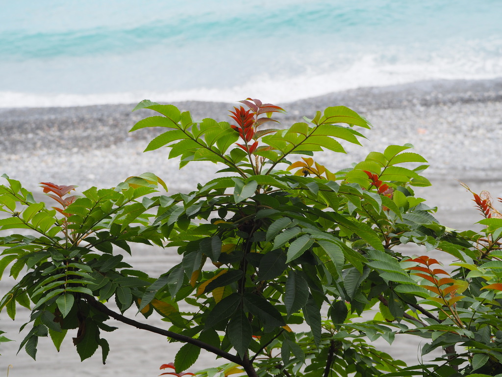 Chinese sumac