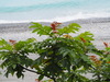 Chinese Sumac - Photo no rights reserved, uploaded by 葉子