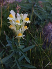 Linaria acutiloba