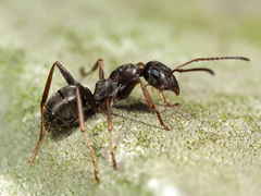 Formica cunicularia