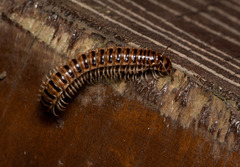 Chamberlinius hualienensis