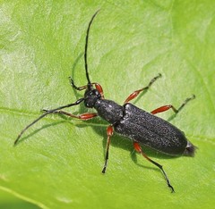 Anoplodera rufipes