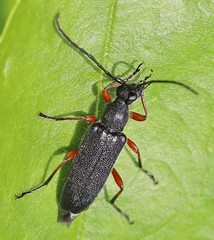 Anoplodera rufipes