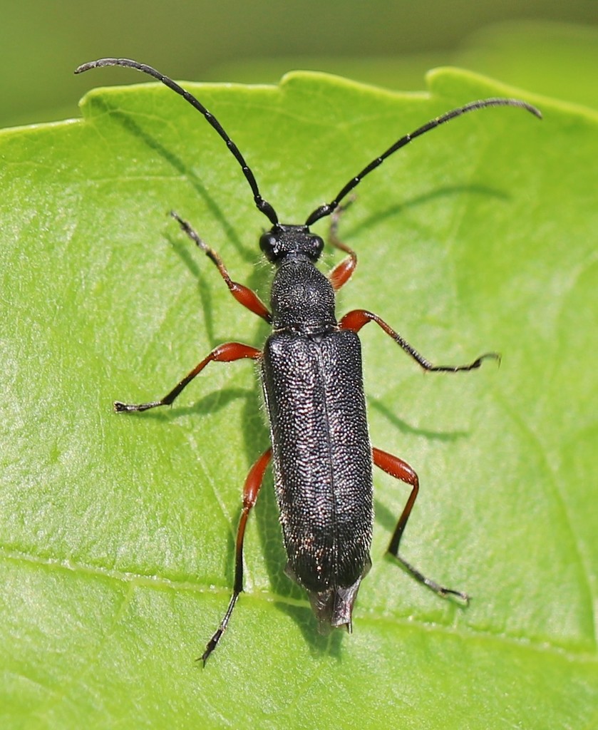 Anoplodera rufipes