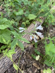 Penstemon pallidus