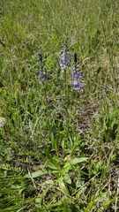 Veronica gentianoides