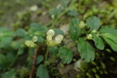 Elatostema obtusum trilobulatum
