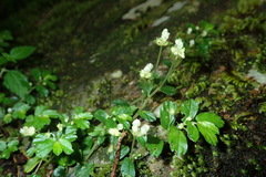 Elatostema obtusum trilobulatum