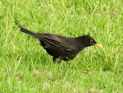 Turdus merula