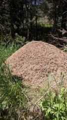 Formica polyctena