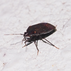 Neolethaeus assamensis