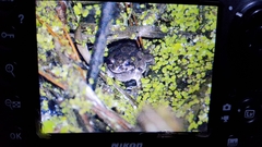 Hyla japonica