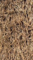 Formica polyctena