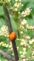 Hesperomyces virescens
