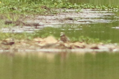 Elseyornis melanops
