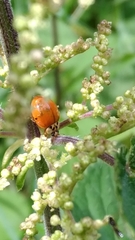 Hesperomyces virescens