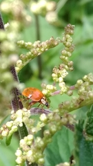 Hesperomyces virescens
