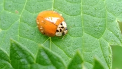 Hesperomyces virescens