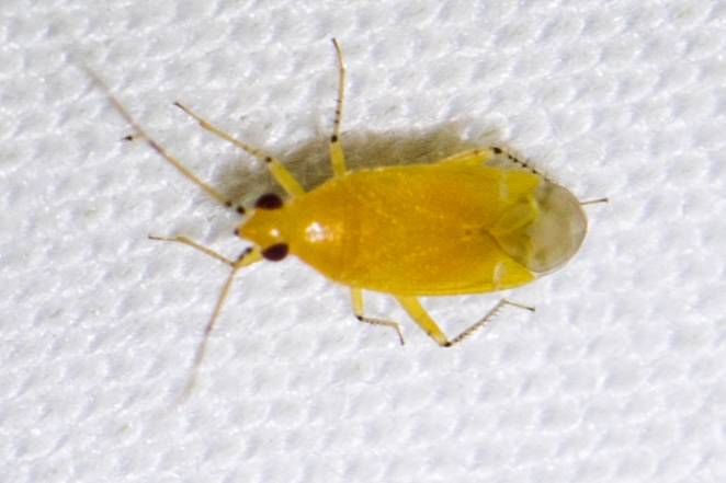 Aurantiocoris
