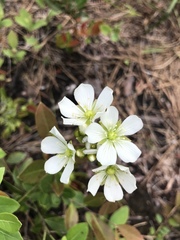 Dionaea muscipula