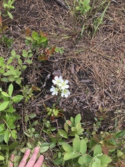 Dionaea muscipula
