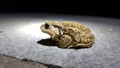 Bufo sachalinensis