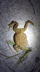 Bufo sachalinensis