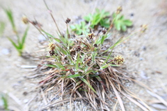 Luzula capitata