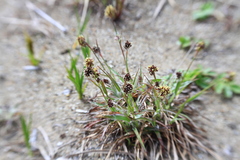 Luzula capitata